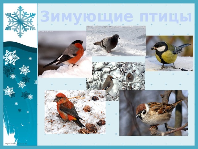 Зимующие птицы 