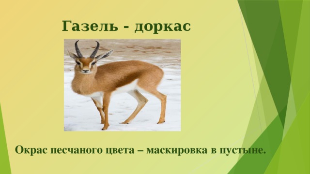 Газель - доркас   Окрас песчаного цвета – маскировка в пустыне. 