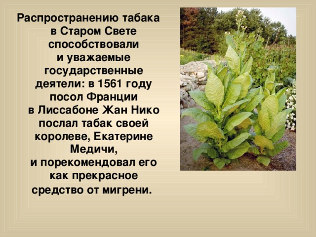 Распространению табака в Старом Свете способствовали и уважаемые государственные деятели: в 1561 году посол Франции в Лиссабоне Жан Нико послал табак своей королеве, Екатерине Медичи, и порекомендовал его как прекрасное средство от мигрени.  
