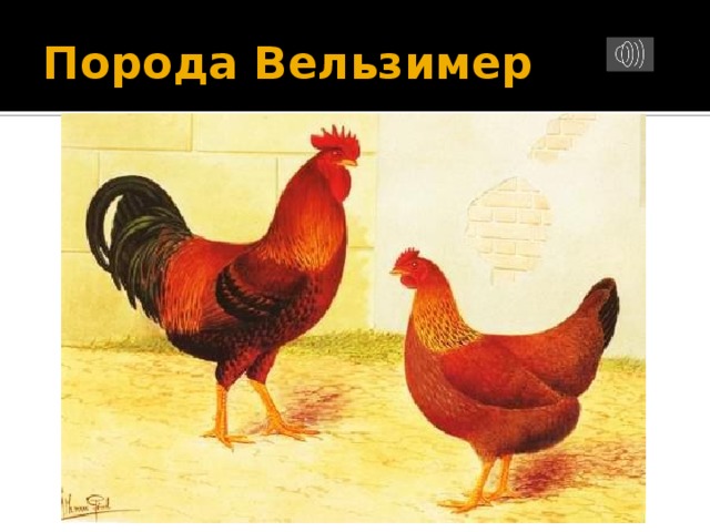 Порода Вельзимер