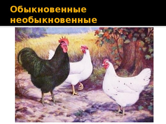 Обыкновенные необыкновенные