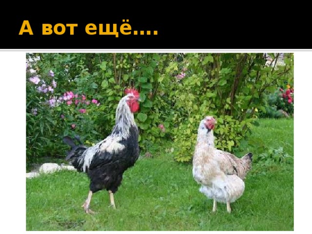 А вот ещё….