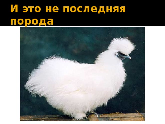 И это не последняя порода