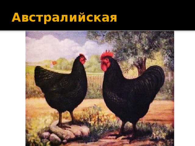 Австралийская