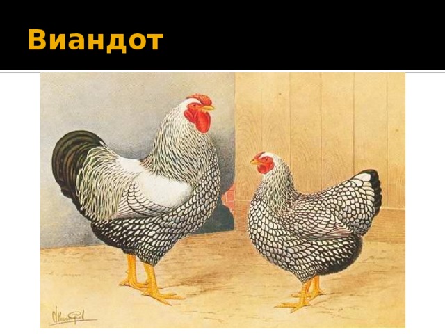 Виандот