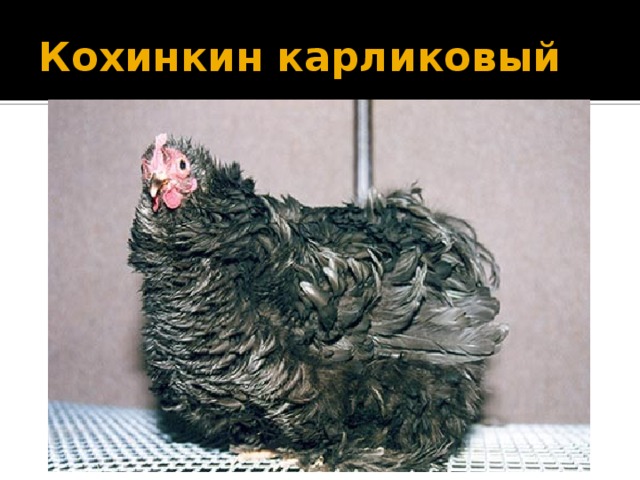 Кохинкин карликовый
