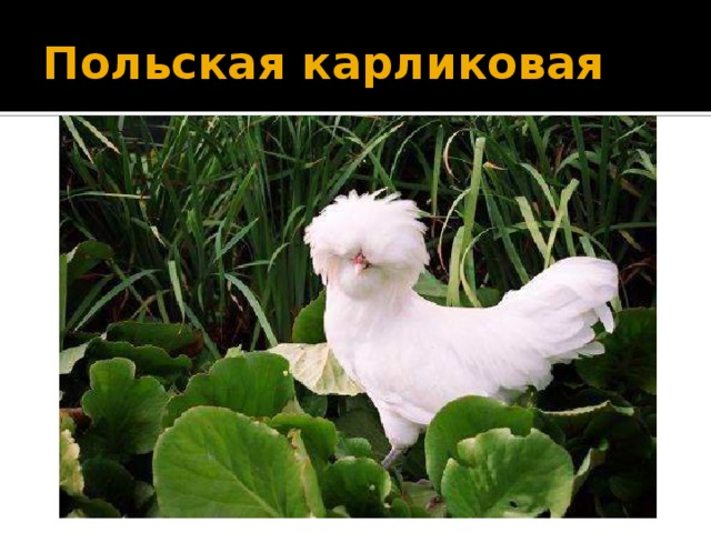 Польская карликовая