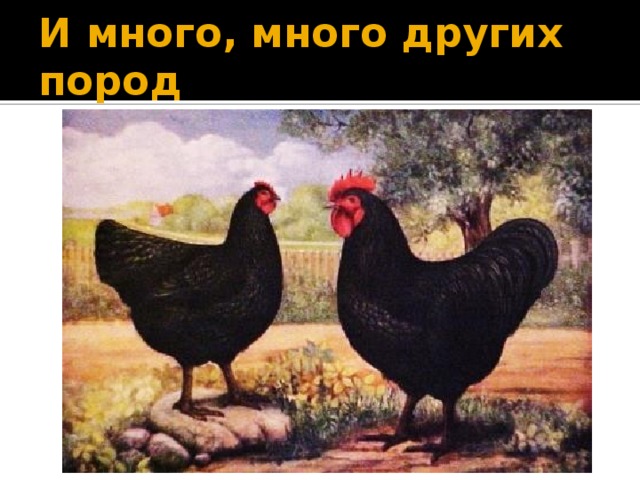 И много, много других пород