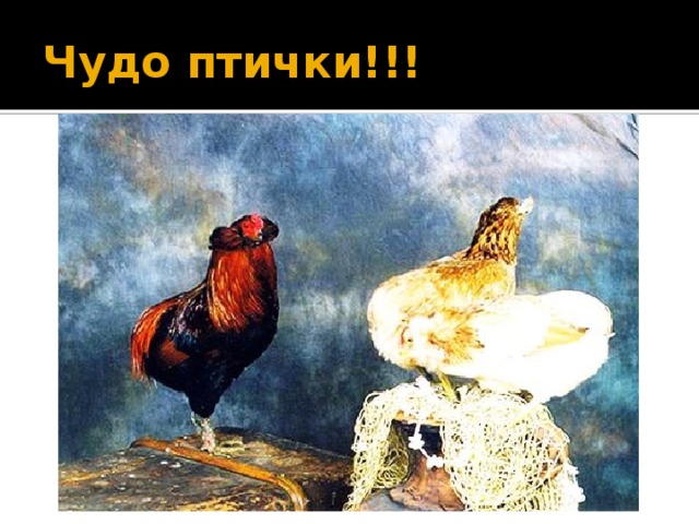 Чудо птички!!!