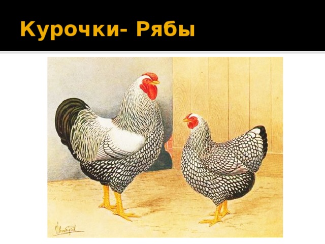 Курочки- Рябы