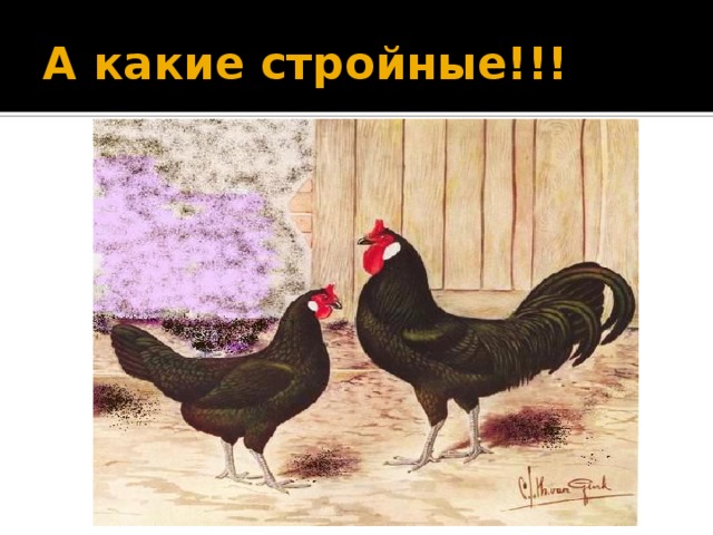 А какие стройные!!!