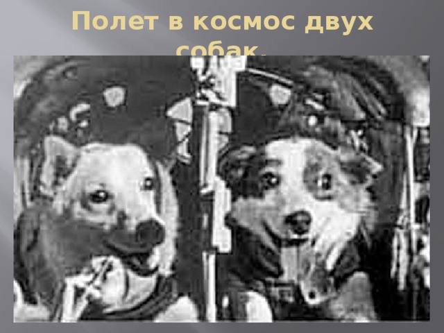 Полет в космос двух собак. 