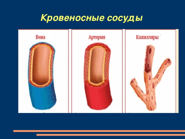 Кровеносные сосуды презентация