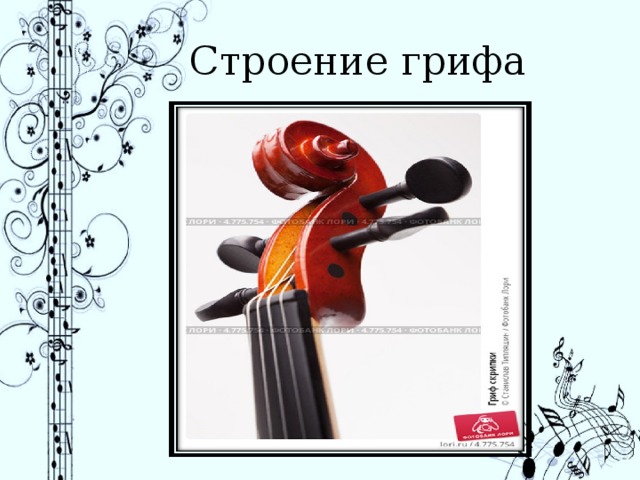 Строение грифа 