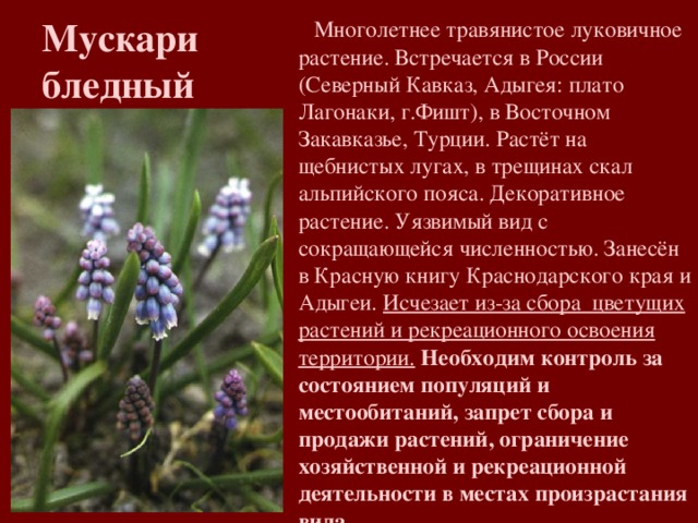 Красная книга адыгеи проект