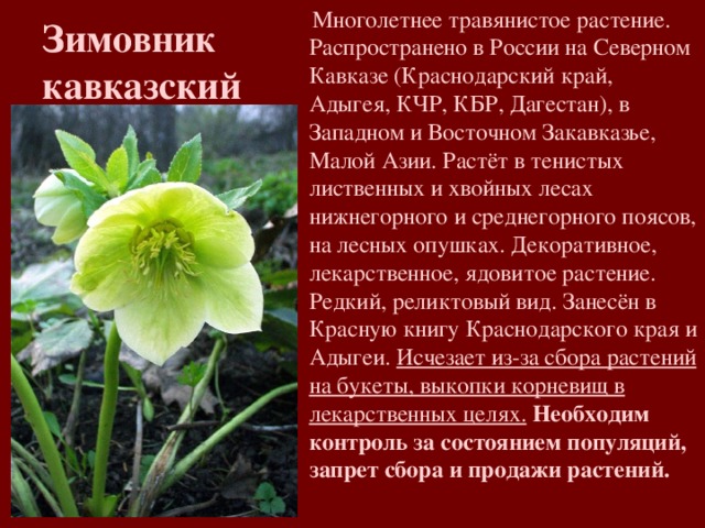  Многолетнее травянистое растение. Распространено в России на Северном Кавказе (Краснодарский край, Адыгея, КЧР, КБР, Дагестан), в Западном и Восточном Закавказье, Малой Азии. Растёт в тенистых лиственных и хвойных лесах нижнегорного и среднегорного поясов, на лесных опушках. Декоративное, лекарственное, ядовитое растение. Редкий, реликтовый вид. Занесён в Красную книгу Краснодарского края и Адыгеи. Исчезает из-за сбора растений на букеты, выкопки корневищ в лекарственных целях. Необходим контроль за состоянием популяций, запрет сбора и продажи растений. Зимовник кавказский 