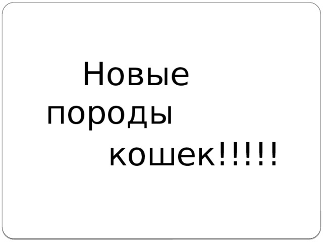  Новые породы  кошек!!!!! 