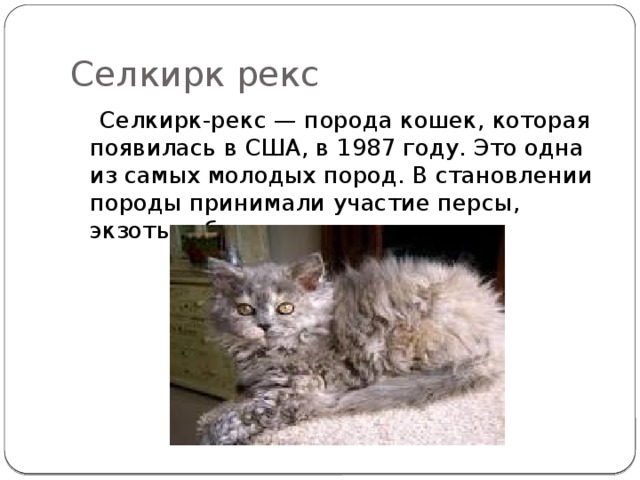  Селкирк рекс  Селкирк-рекс — порода кошек, которая появилась в США, в 1987 году. Это одна из самых молодых пород. В становлении породы принимали участие персы, экзоты и британцы.  