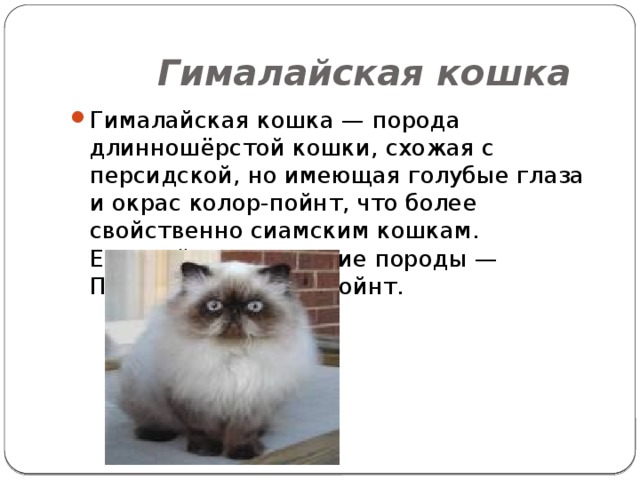  Гималайская кошка Гималайская кошка — порода длинношёрстой кошки, схожая с персидской, но имеющая голубые глаза и окрас колор-пойнт, что более свойственно сиамским кошкам. Европейское название породы — Персидский колор-пойнт. 