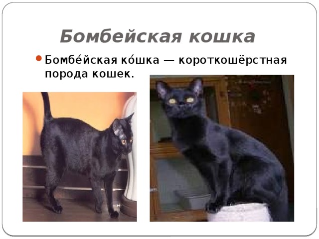  Бомбейская кошка Бомбе́йская ко́шка — короткошёрстная порода кошек. 