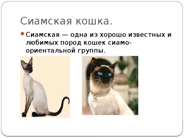 Сиамская кошка. Сиамская — одна из хорошо известных и любимых пород кошек сиамо-ориентальной группы. 