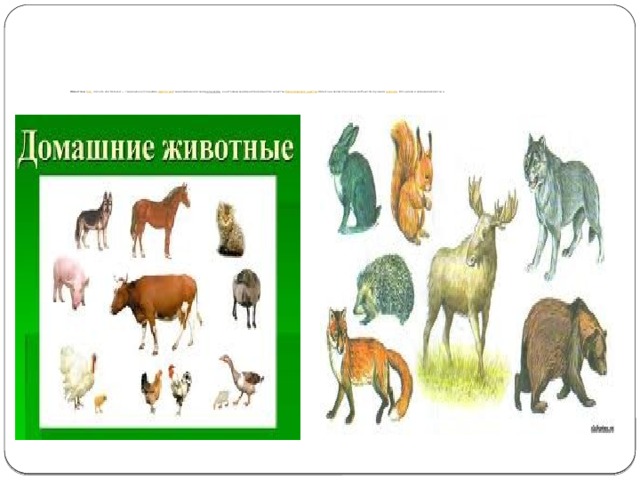               Живо́тные  ( лат.   Animalia  или  Metazoa ) — традиционно (со времён  Аристотеля ) выделяемая категория  организмов , в настоящее время рассматривается в качестве биологического царства . Животные являются основным объектом изучения  зоологии . Есть дикие и домашние животные. 