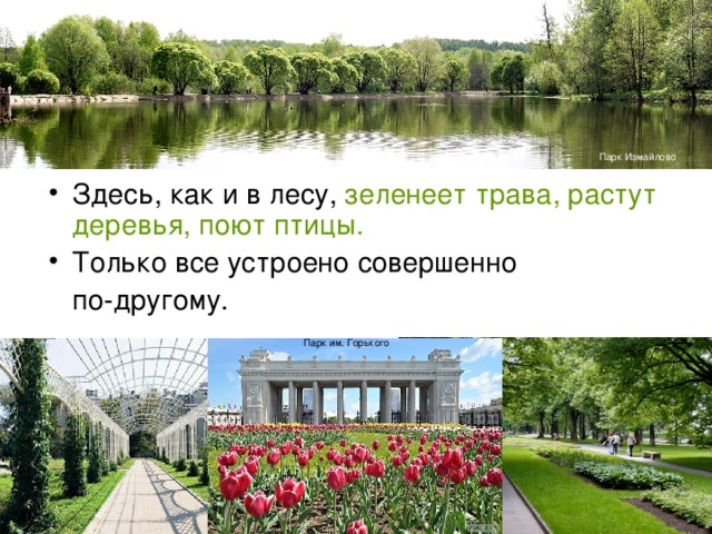 Парк Измайлово зеленеет трава, растут деревья, поют птицы. Парк им. Горького 