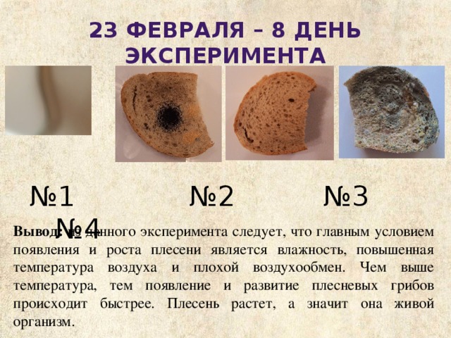23 февраля – 8 день эксперимента № 1 №2 №3 №4 Вывод: из данного эксперимента следует, что главным условием появления и роста плесени является влажность, повышенная температура воздуха и плохой воздухообмен. Чем выше температура, тем появление и развитие плесневых грибов происходит быстрее. Плесень растет, а значит она живой организм. 