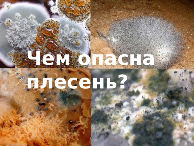 Чем опасна плесень?  