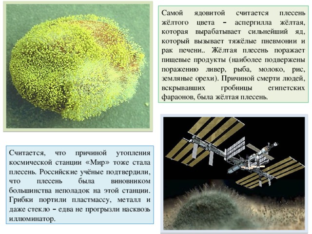 Самой ядовитой считается плесень жёлтого цвета – аспергилла жёлтая, которая вырабатывает сильнейший яд, который вызывает тяжёлые пневмонии и рак печени.. Жёлтая плесень поражает пищевые продукты (наиболее подвержены поражению ливер, рыба, молоко, рис, земляные орехи). Причиной смерти людей, вскрывавших гробницы египетских фараонов, была жёлтая плесень. Считается, что причиной утопления космической станции « Мир » тоже стала плесень. Российские учёные подтвердили, что плесень была виновником большинства неполадок на этой станции. Грибки портили пластмассу, металл и даже стекло – едва не прогрызли насквозь иллюминатор. 