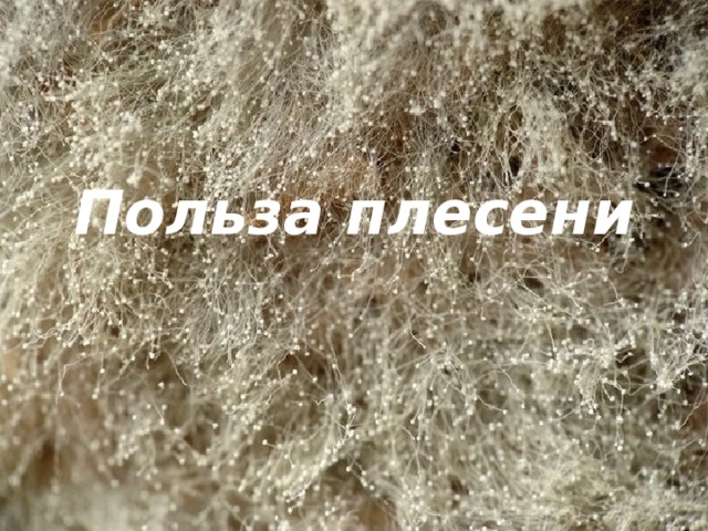 Польза плесени 