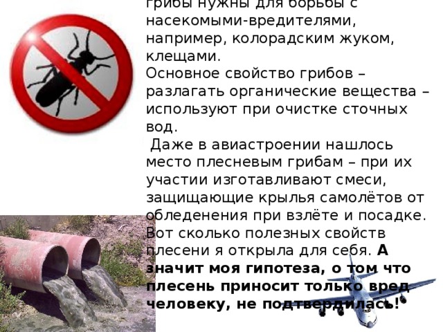 Опасные для насекомых плесневые грибы нужны для борьбы с насекомыми-вредителями, например, колорадским жуком, клещами. Основное свойство грибов – разлагать органические вещества – используют при очистке сточных вод.  Даже в авиастроении нашлось место плесневым грибам – при их участии изготавливают смеси, защищающие крылья самолётов от обледенения при взлёте и посадке. Вот сколько полезных свойств плесени я открыла для себя. А значит моя гипотеза, о том что плесень приносит только вред человеку, не подтвердилась! 