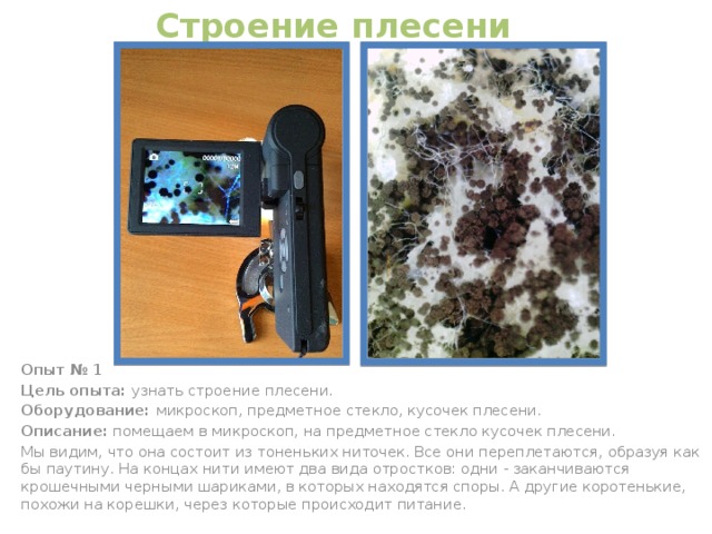 Строение плесени Опыт № 1 Цель опыта: узнать строение плесени. Оборудование: микроскоп, предметное стекло, кусочек плесени. Описание: помещаем в микроскоп, на предметное стекло кусочек плесени. Мы видим, что она состоит из тоненьких ниточек. Все они переплетаются, образуя как бы паутину. На концах нити имеют два вида отростков: одни - заканчиваются крошечными черными шариками, в которых находятся споры. А другие коротенькие, похожи на корешки, через которые происходит питание. 