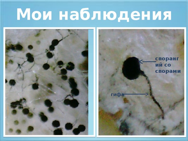 Мои наблюдения спорангий со спорами гифа 
