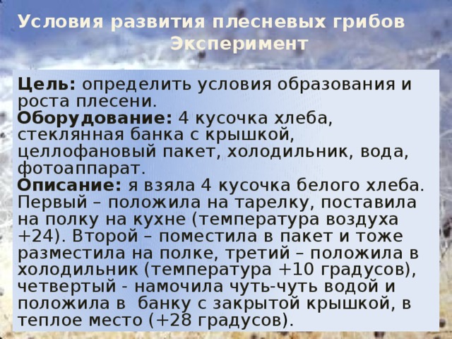 Условия развития плесневых грибов  Эксперимент Цель: определить условия образования и роста плесени. Оборудование: 4 кусочка хлеба, стеклянная банка с крышкой, целлофановый пакет, холодильник, вода, фотоаппарат. Описание: я взяла 4 кусочка белого хлеба. Первый – положила на тарелку, поставила на полку на кухне (температура воздуха +24). Второй – поместила в пакет и тоже разместила на полке, третий – положила в холодильник (температура +10 градусов), четвертый - намочила чуть-чуть водой и положила в банку с закрытой крышкой, в теплое место (+28 градусов ). 