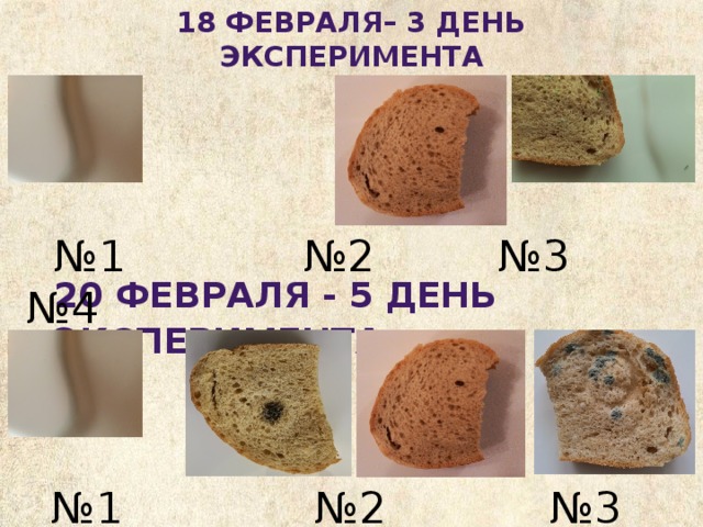 18 февраля– 3 день эксперимента № 1 №2 №3 №4 20 февраля - 5 день эксперимента  № 1 №2 №3 №4 