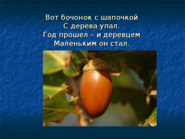 Вот бочонок с шапочкой  С дерева упал.  Год прошел – и деревцем  Маленьким он стал. 