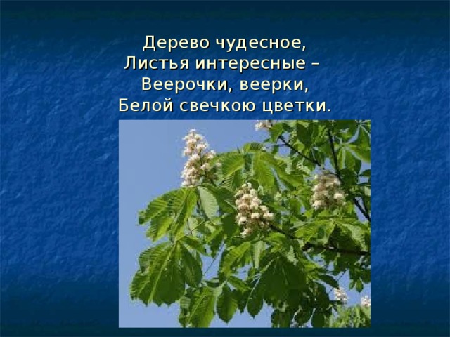 Дерево чудесное,  Листья интересные –  Веерочки, веерки,  Белой свечкою цветки. 