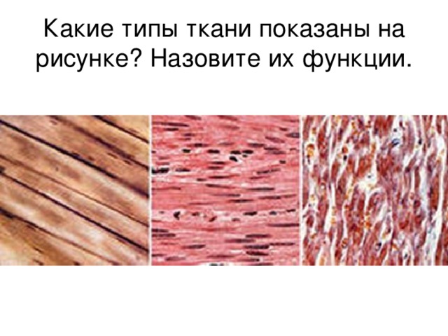 Какие типы ткани показаны на рисунке? Назовите их функции. 