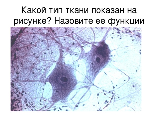 Какой тип ткани показан на рисунке? Назовите ее функции 