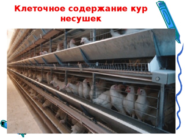 Клеточное содержание кур несушек Глаголица Кириллица 