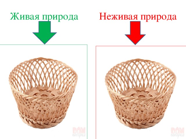 Живая природа Неживая природа 