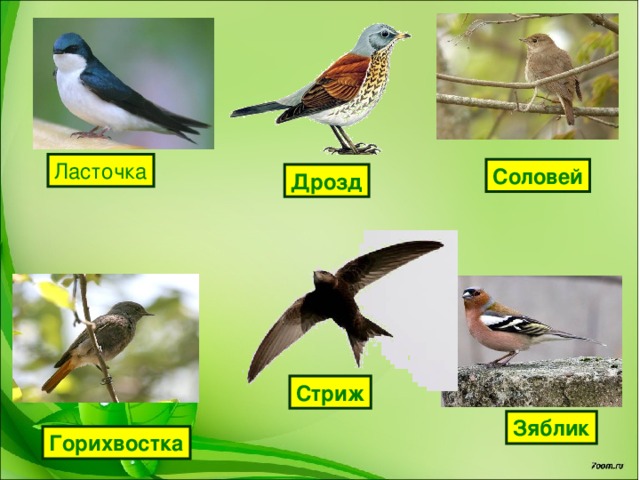 Ласточка Соловей Дрозд Стриж Зяблик Горихвостка 