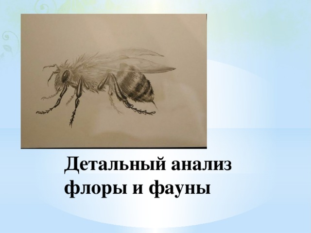 Детальный анализ флоры и фауны 