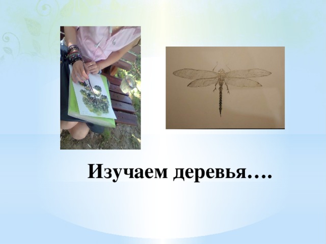 Изучаем деревья…. 