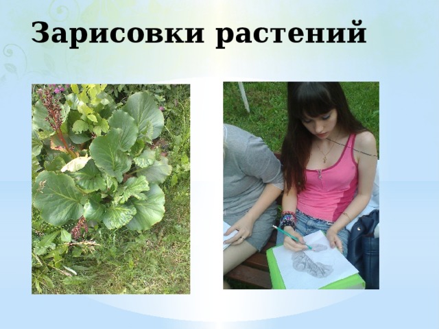 Зарисовки растений 