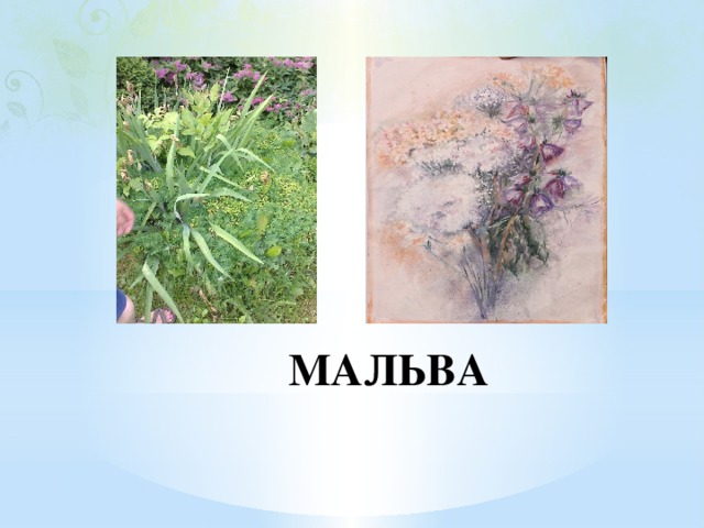 МАЛЬВА 