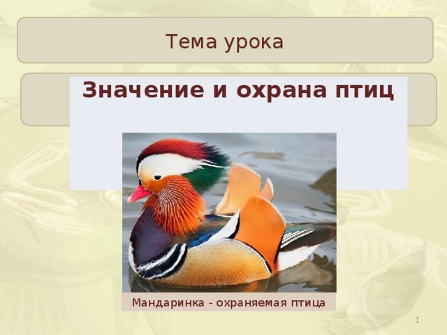 Тема урока Значение и охрана птиц Мандаринка - охраняемая птица  