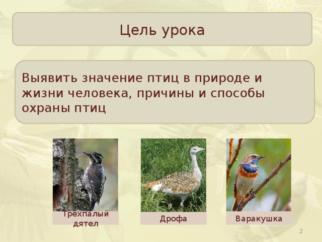 Цель урока Выявить значение птиц в природе и жизни человека, причины и способы охраны птиц Дрофа Трёхпалый дятел Варакушка  