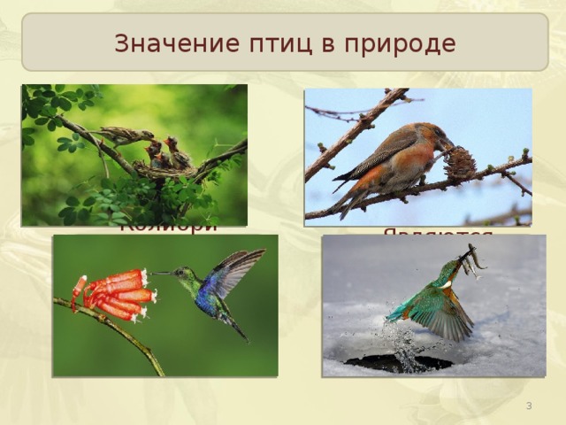 Значение птиц в природе Регулируют численность насекомых и мелких грызунов Распространение плодов и семян Являются важным звеном в цепи питания живых организмов Колибри опыляет растения питаясь цветочным нектаром  